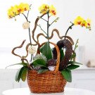 Yellow orchids in a woven basket with decorative branches and succulents.