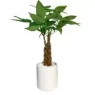 Braided money tree in a white ceramic pot with white pebbles.