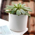 A green succulent plant in a white ceramic pot with small pebbles.