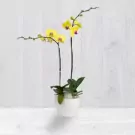 Two stems of yellow Phalaenopsis orchids in a white pot against a white wood-paneled background.