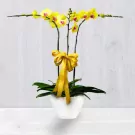 Yellow orchids in a white pot with a gold bow.