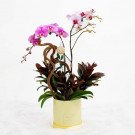 Purple and pink orchids in a yellow box with greenery.