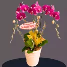 Purple orchids in a pot with a yellow accent and a "Happy Birthday" tag.