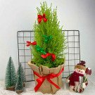 Small Christmas pine tree decorated with red and green bows in a brown paper pot with a snowman figure and small trees.