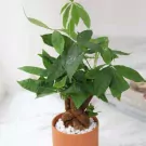 cơ bản