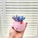 Cute pink whale succulent planter with purple-blue succulent plant.