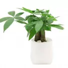 Money tree plant with green leaves in a white pot with decorative stones.