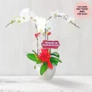 White orchids in a white pot with red ribbon and a congratulatory sign.