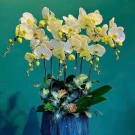 Yellow Phalaenopsis orchids in a blue vase, symbolizing wealth and prosperity.