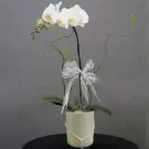 White orchid in a light green box with a silver bow and a succulent.