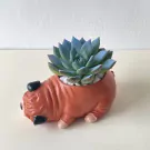 Chubby pug planter holding a blue-green succulent with white pebbles.