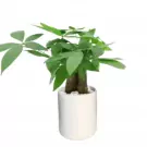 A money tree with green leaves in a round white pot with small white rocks.