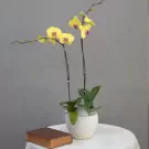 Two branches of yellow orchids in a white pot with a brown book on a white tablecloth.