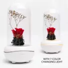 Rose essential oil diffuser night light with red preserved rose under glass dome.