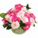 Pink and light pink gerbera daisies arranged in a clear vase.