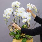 White orchids in a display box with decorative elements and hands arranging them.