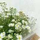 A bouquet of small white daisies with green foliage, presented with a white textured background and clear wrapping.