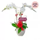 White orchids in a white pot with a red bow and a pink tag that says "Happy Birthday".