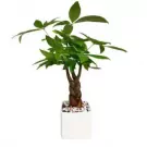 Braided money tree in a white square ceramic pot, medium size.