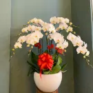 A white orchid plant in a white pot, decorated with red bows.