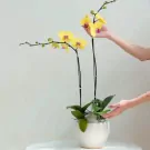 Two stems of yellow Phalaenopsis orchids in a white ceramic pot, with hands tending to them.