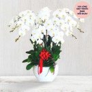 White orchid plant with a red bow in a white pot.