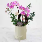 Pink orchids in a pale yellow box with green leaves, a succulent, and decorative balls.