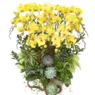Golden phalaenopsis orchids with succulents and greenery in a white pot.