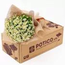 Bouquet of white daisies in burlap packaging on a cardboard box with "POTICO.VN" logo.