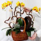 A wicker basket filled with yellow orchids, succulents, and decorative branches.