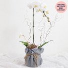 White orchid and succulent in a grey fabric pot with twine, "Worth A Fortune Orchid Box".