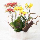 A white box holds a vibrant arrangement of red and yellow orchids with decorative branches.