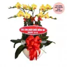 Yellow orchids in a white pot with a red bow and a "Happy Mother's Day" sign.