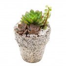 Small potted succulent arrangement with green and purple echeveria and a jade plant.