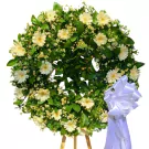 Wreath of white gerbera daisies and baby's breath with a white ribbon.