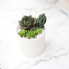 White pot with assorted succulents: Echeveria, Haworthia, and tiny rosettes.