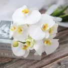 Close-up of a white orchid bouquet with yellow centers, resting on books.
