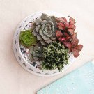 Round white planter with succulents and a cactus, next to a blue notebook.