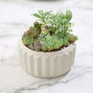 Succulent arrangement in a white pot with a small cat figurine.