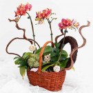 Orchid basket with pink and orange orchids, succulents, and decorative spheres.