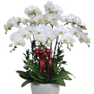 Potted white Phalaenopsis orchids with a red ribbon, presented in a decorative grey pot.