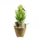 Small Christmas pine tree in a woven basket with pinecones, cinnamon sticks, and dried orange slices.