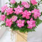 Pink lotus flowers in a wooden box with greenery.