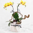 Yellow orchids in a white box with decorative branches and ribbon.