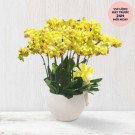 Pot of yellow orchids with pink accents in a white pot.