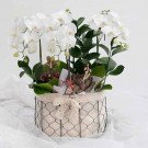 White orchids in a wire basket with a lace bow, accented with succulents and greenery.