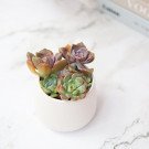 A small white pot filled with several colorful succulents on a marble surface.
