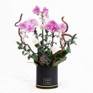 Orchid box with purple Phalaenopsis orchids, decorative branches, and a succulent.
