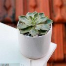 Succulent plant in a white round pot on a white surface, with a blurred reddish-brown background.