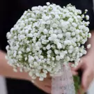 A bouquet of baby's breath flowers, white and delicate, tied with lace ribbon.